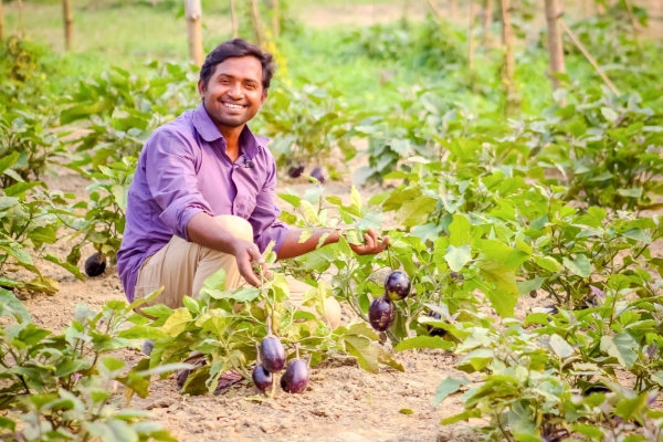 GM Eggplant Helps Farmers Reduce Pesticide Use And Increase Profits, Study Finds