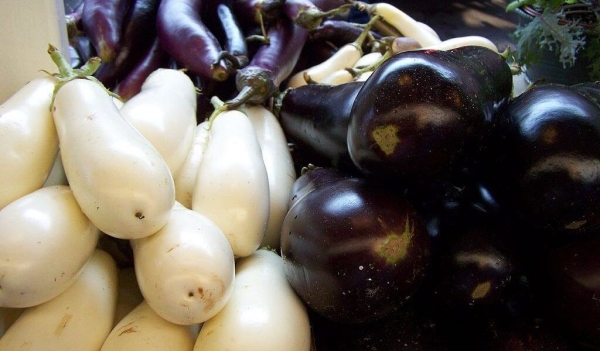 Why Bt Brinjal Is A Hit In Bangladesh