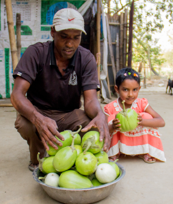 Study: Bt Eggplant Wins Market And Farmer Acceptance In Bangladesh