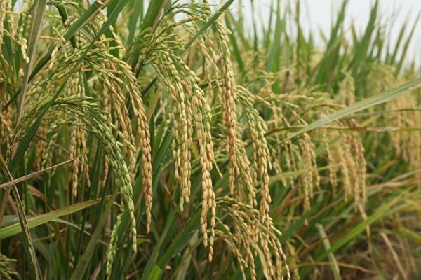 Safer Use Of Biotech Emphasised To Double Crop Production By 2030 Safer Use Of Biotech Emphasised To Double Crop Production By 2030