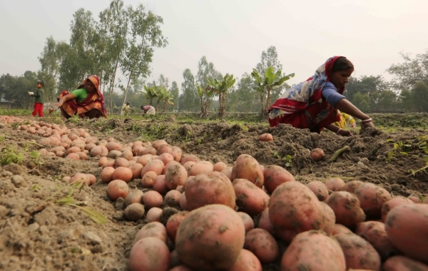 Goodbye To Potato Late Blight