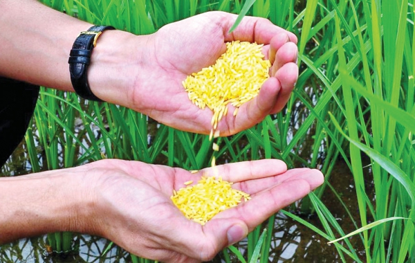 Bangladesh Close To Releasing Golden Rice Bangladesh Close To Releasing Golden Rice