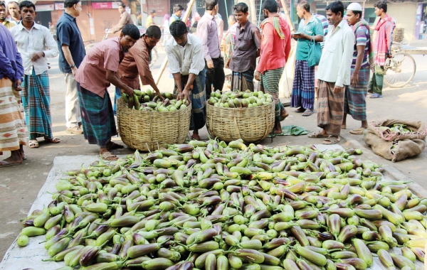 5-Yr After Releasing Its First GM Crop Bangladesh Says Farmers Gain By Adopting Bt Brinjal 5-Yr After Releasing Its First GM Crop Bangladesh Says Farmers Gain By Adopting Bt Brinjal