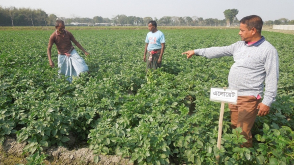 Late Blight Resistant Potato Seed In The Offing Late Blight Resistant Potato Seed In The Offing