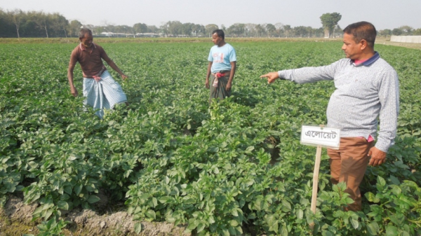 Late Blight Resistant Potato Seed In The Offing