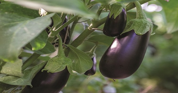 Bt Eggplant: A Personal Account Of Using Biotechnology To Improve Bt Eggplant: A Personal Account Of Using Biotechnology To Improve