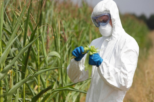 Islam supports technology, gene engineering in agriculture, say scholars. Islam supports technology, gene engineering in agriculture, say scholars.